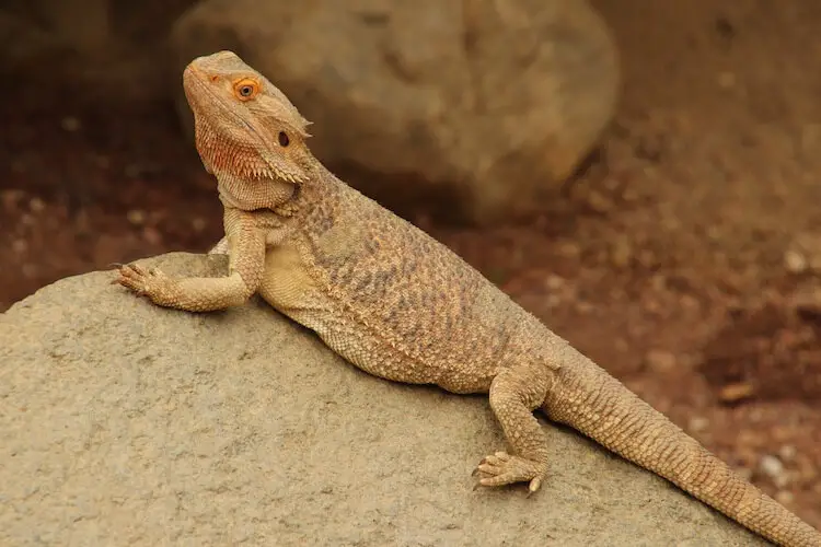 BEARDED DRAGON COLOR MORPHS – CARE 