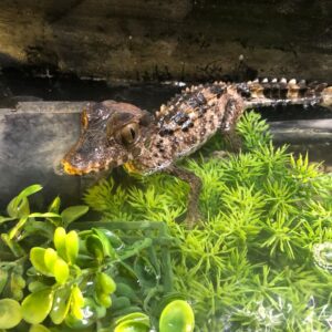 Smooth Fronted Caiman for Sale