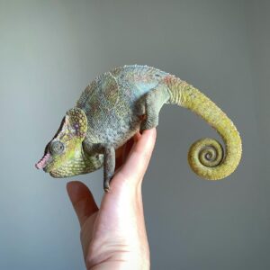 Short Horned Chameleon for sale