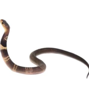 Monocled Cobra for sale