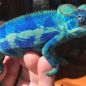 Ambanja Panther Chameleon for sale