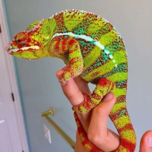 Baby Panther Chameleons for sale