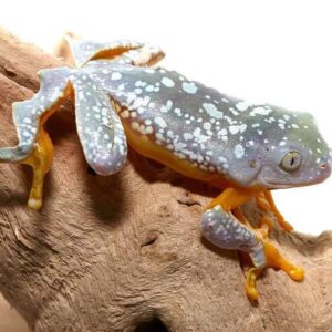 Fringed Leaf Frog for sale