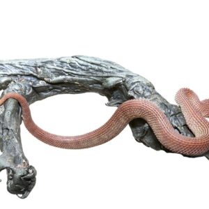 Red Patternless Squamigera Bush Viper for sale