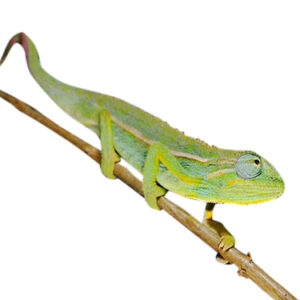 Elliots Chameleon for Sale