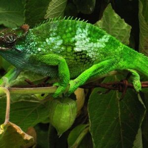 Fischers Chameleon for Sale