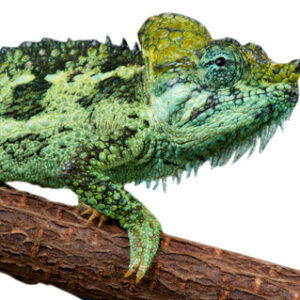 Helmeted Chameleon for Sale