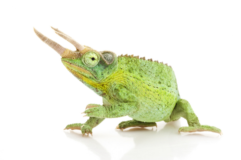 Jackson's Chameleon