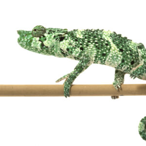 Mellers Chameleon for Sale