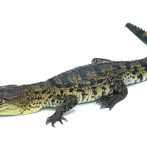Morelet’s Crocodile for sale