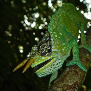 Two Horned Chameleon for Sale