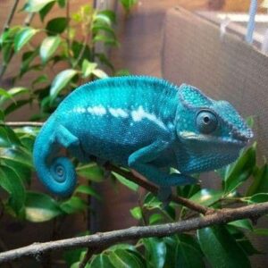 Nosy Be Panther Chameleon for sale