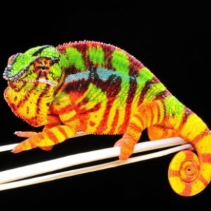 Sambava Panther Chameleon for sale