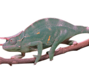 Three Horned Chameleon for Sale