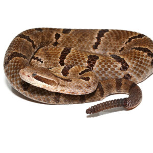 Durango Mountain Rattlesnake for sale