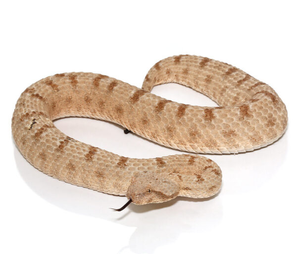 Field’s Horned Viper for sale