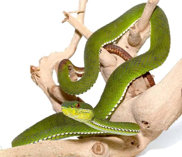 Green Purple Spotted Pit Viper for sale
