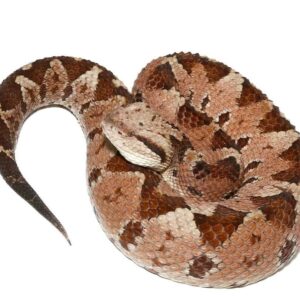 Honduran Jumping Pit Viper for sale