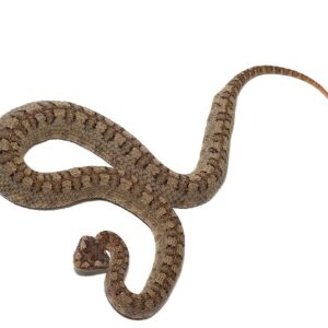 Horned Pit Viper Pair for sale