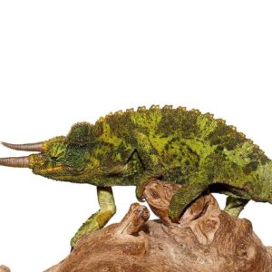 Jumbo Jackson’s Chameleon for sale