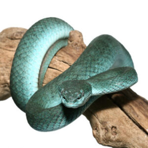 Komodo Island Pit Vipers for sale