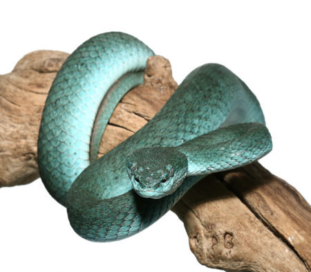 Komodo Island Pit Vipers for sale