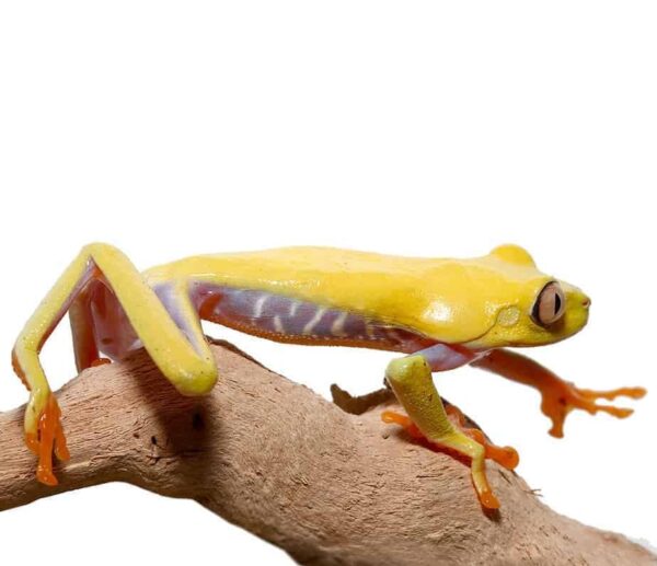 Lutino Red Eyed Tree Frog for sale
