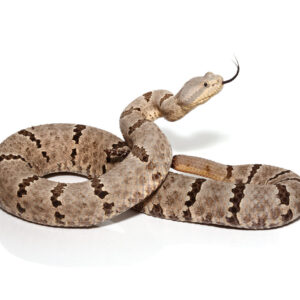 Tamilaupin Rock Rattlesnake for sale