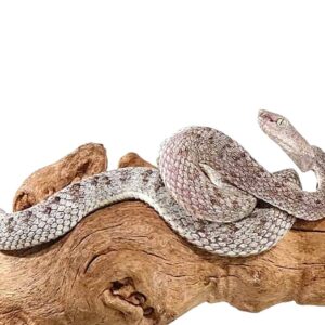 McGregor’s Pit Viper for sale