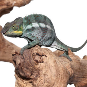 Panther Chameleon for sale