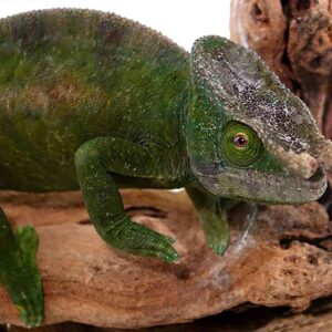 Parson’s Chameleon for sale