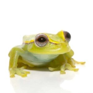 Polka Dot Tree Frog for sale