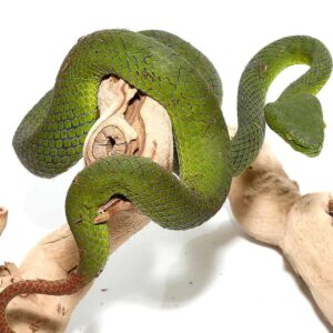 Siamese Peninsula Pit viper for sale