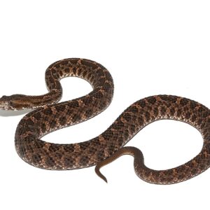 Slender Hognose Pit Viper for sale