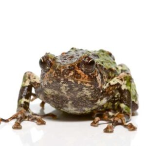 Spiny Rain Frog for sale