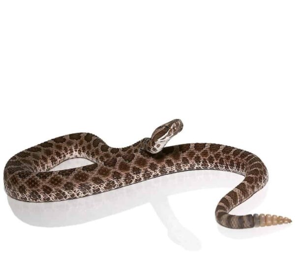 Western Massasauga Rattlesnake for sale