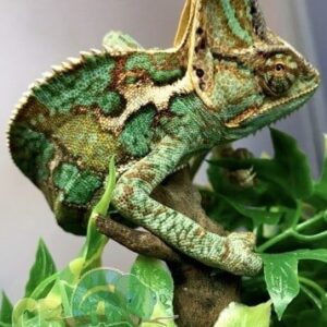 Veiled Chameleon for sale