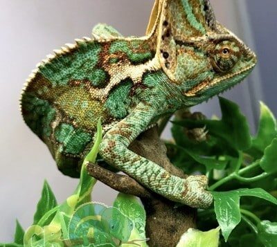 Veiled Chameleon for sale