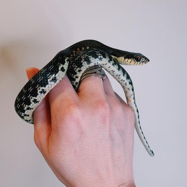 Madagascar Giant Hognose snake for sale